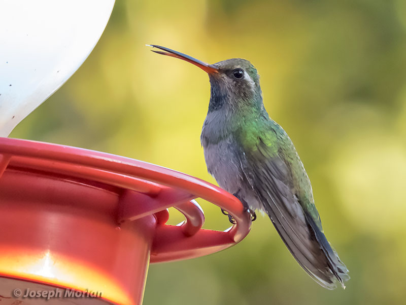  Broad-billed Hummingbird (Cynanthus latirostris) 