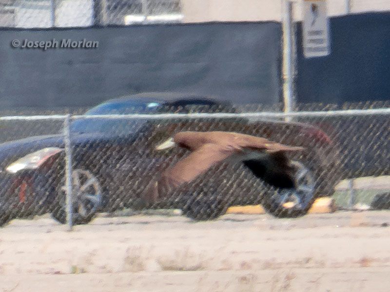  Brown Booby (Sula leucogaster)