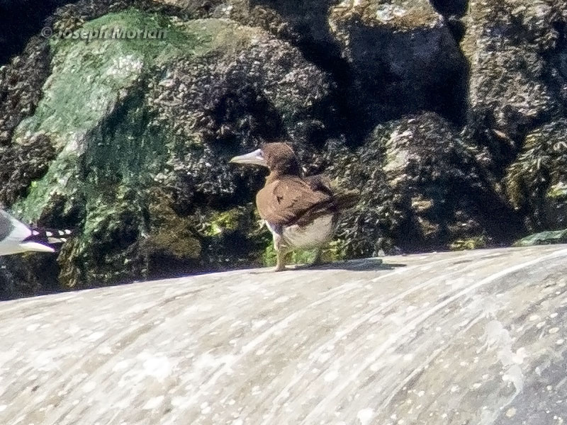  Brown Booby (Sula leucogaster)