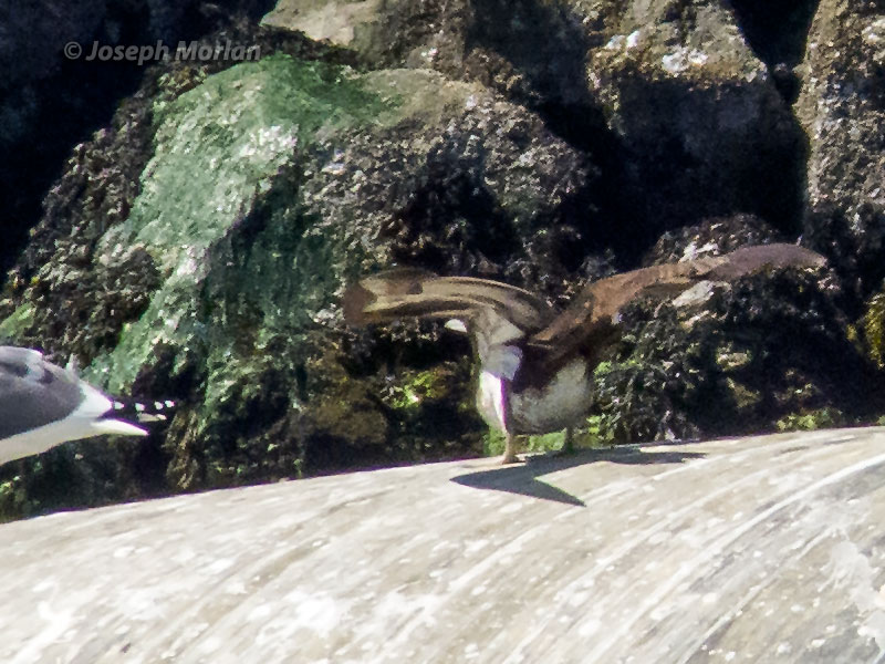  Brown Booby (Sula leucogaster)