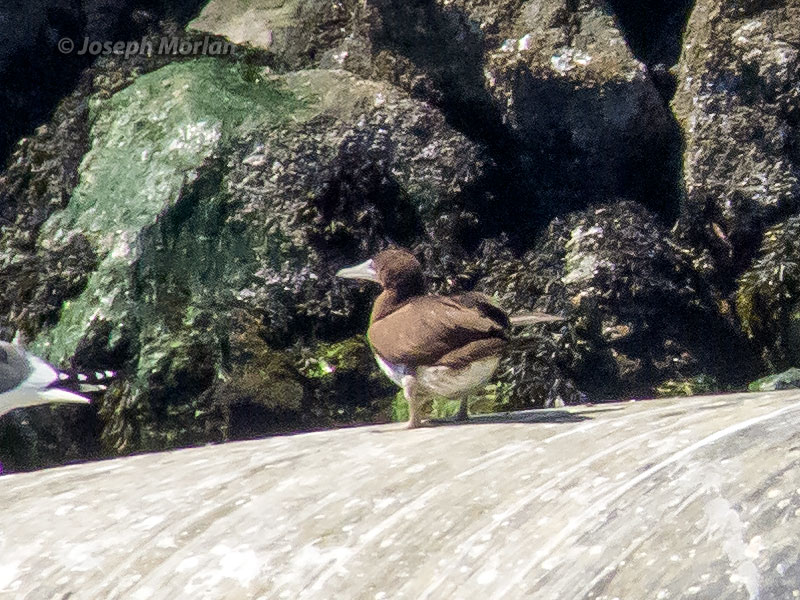  Brown Booby (Sula leucogaster)