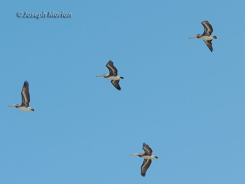 Brown Pelican (Pelecanus occidentalis californicus) 