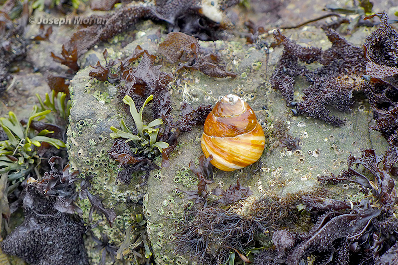 Brown Turban (Tegula brunnea)