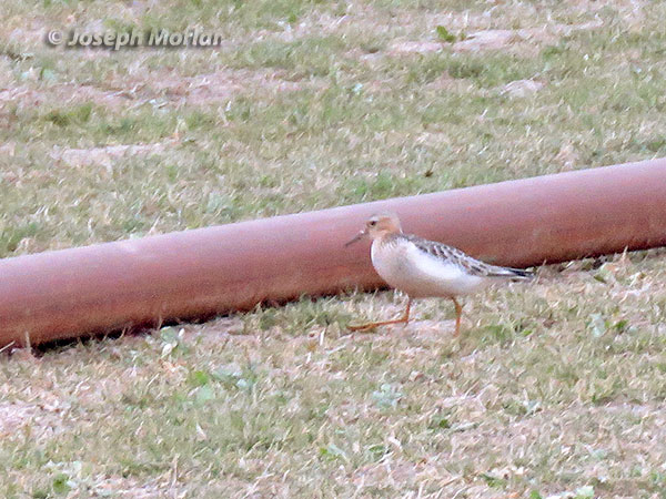 Buff-breasted Sandpiper (Calidris subruficollis)