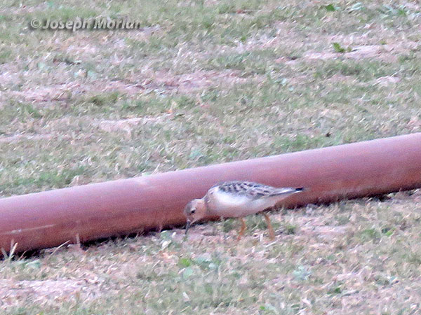 Buff-breasted Sandpiper (Calidris subruficollis)