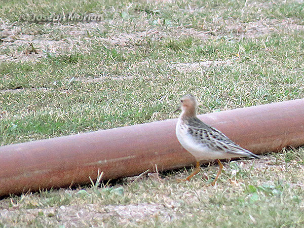 Buff-breasted Sandpiper (Calidris subruficollis)