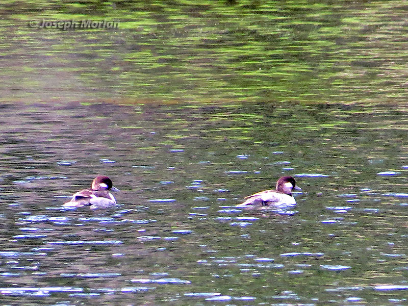  Bufflehead (Bucephala albeola)