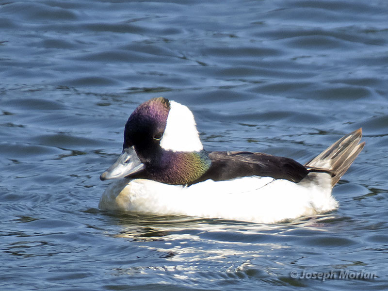 Bufflehead (Bucephala albeola) 