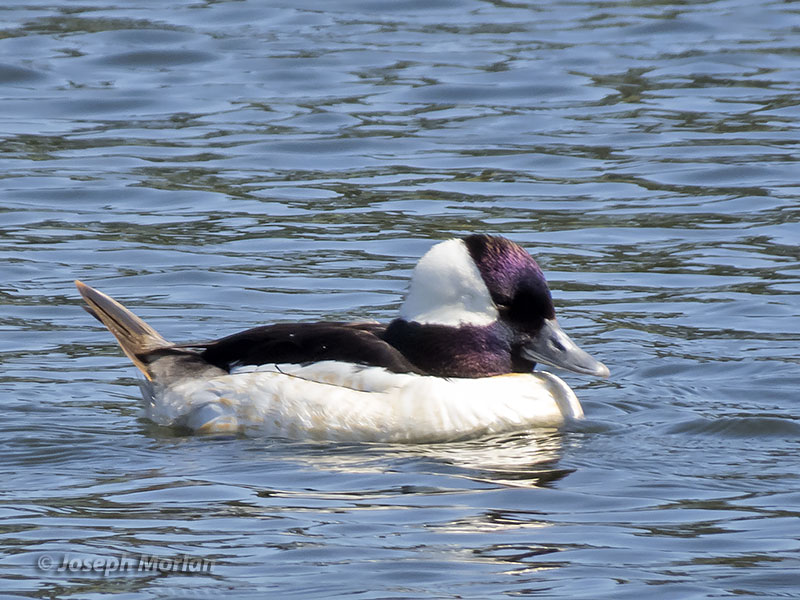 Bufflehead (Bucephala albeola) 