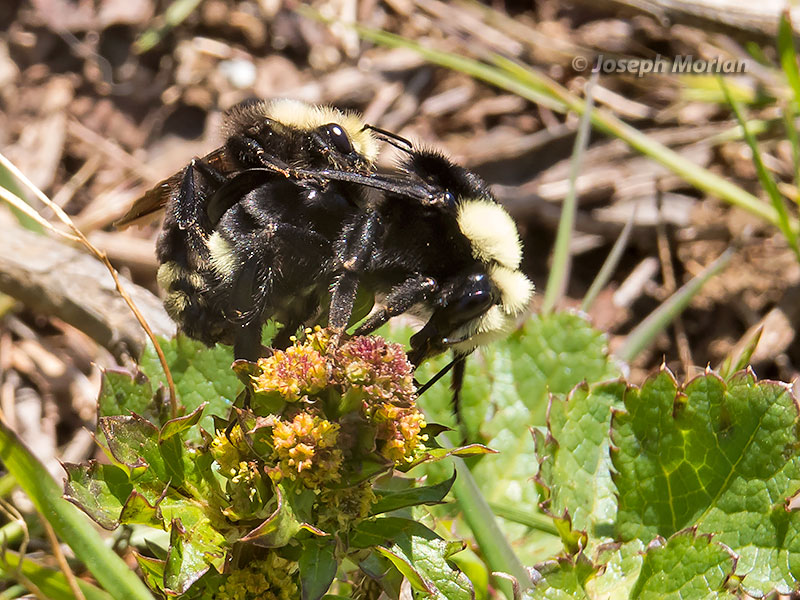 Fog-belt Bumble Bee (Bombus caliginosus)