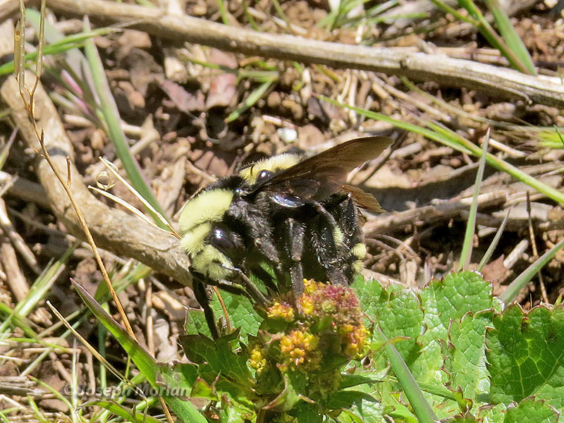 Fog-belt Bumble Bee (Bombus caliginosus)