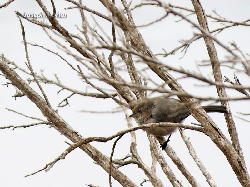 Bushtit (Psaltriparus minimus minimus)