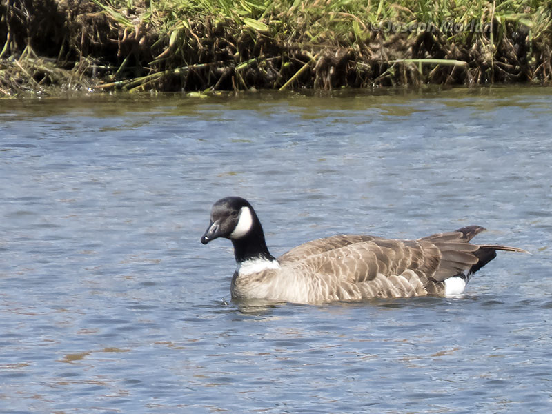 Cackling Goose (Branta hutchinsii leucopareia) 