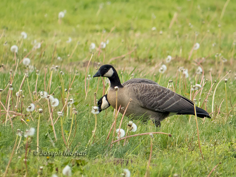 Cackling Goose (Branta hutchinsii leucopareia) 
