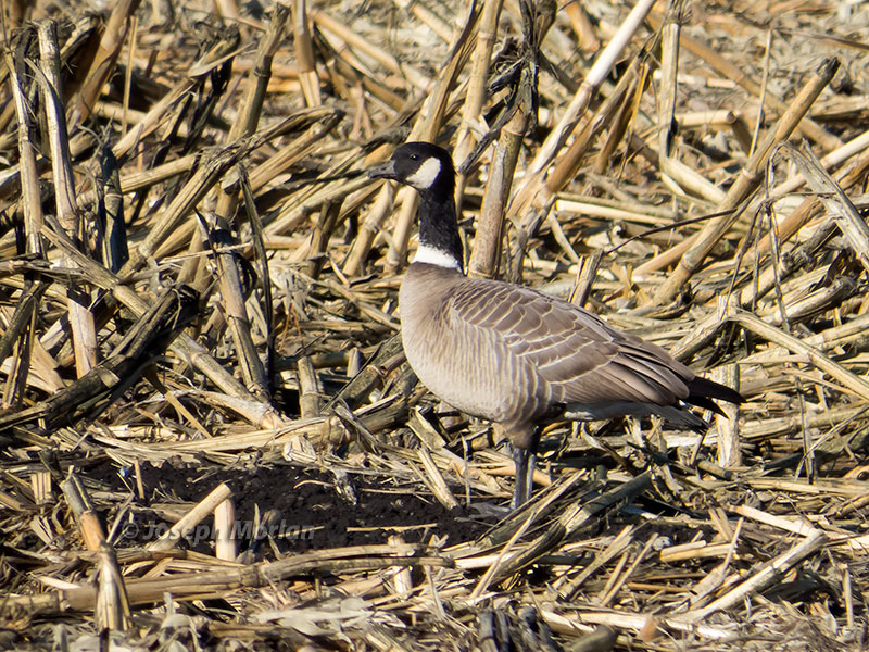 Cackling Goose (Branta hutchinsii leucopareia)
