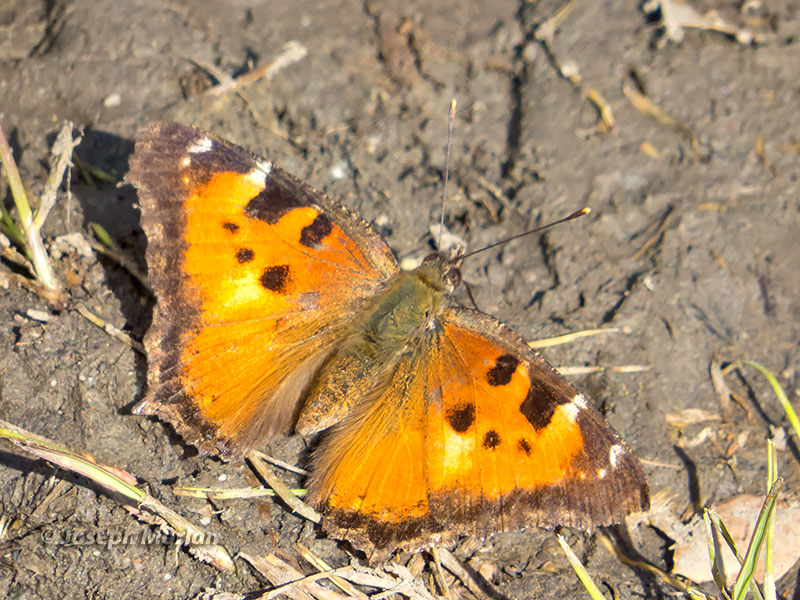 California Tortoiseshell (Nymphalis californica)
