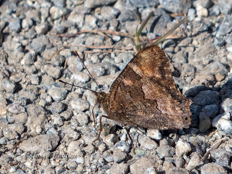 California Tortoiseshell (Nymphalis californica)