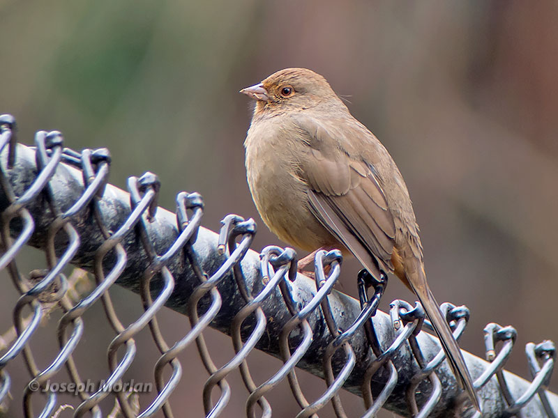 California Towhee (Melozone crissalis) 