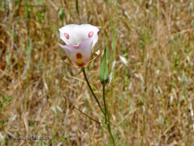 Butterfly Mariposa Lily (Calochortus venustus) 