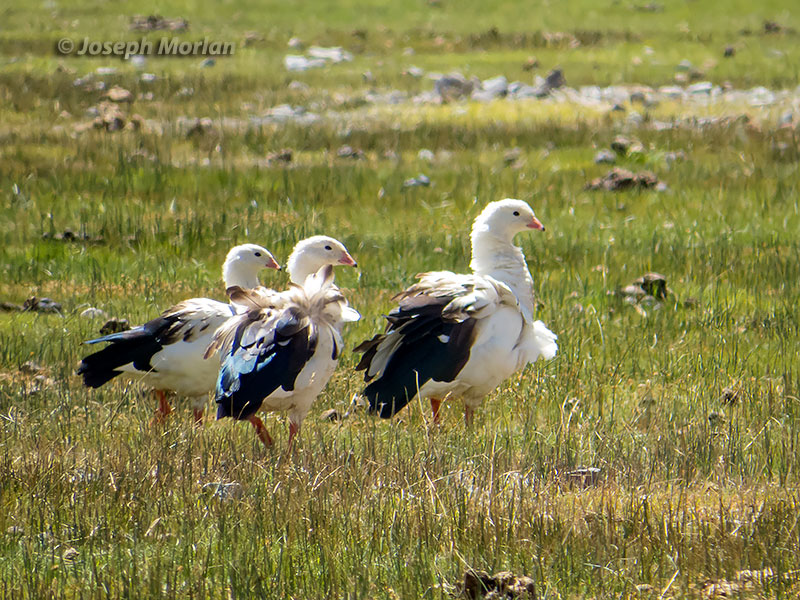 Andean Goose (Oressochen melanopterus) 