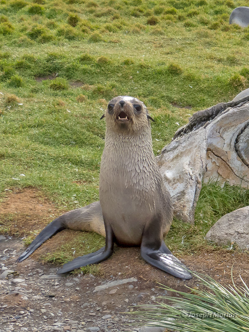 Antarctic Fur Seal (Arctocephalus gazella)