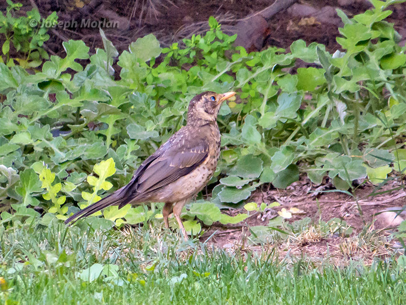 Austral Thrush (Turdus falcklandii magellanicus) 