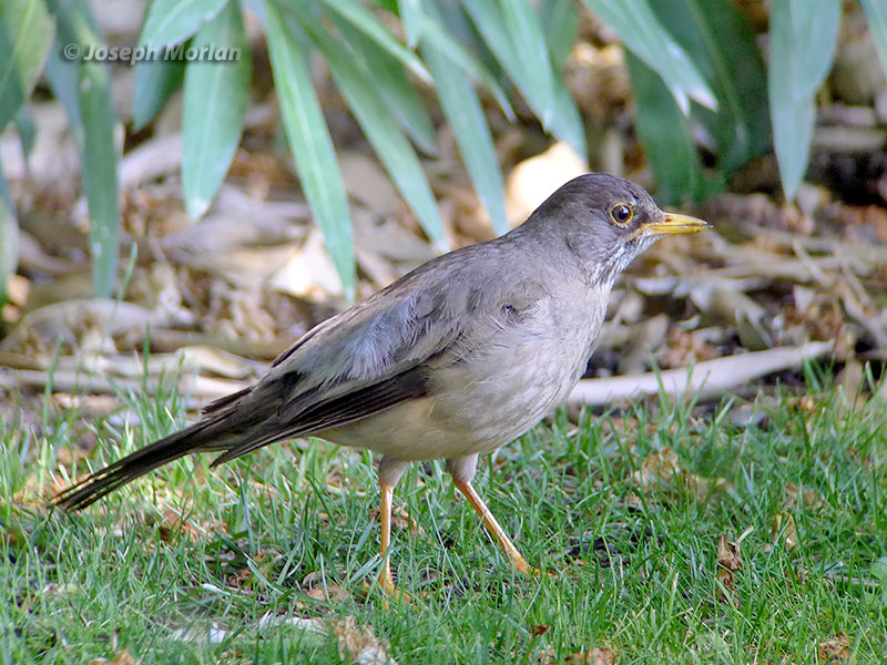 Austral Thrush (Turdus falcklandii magellanicus)