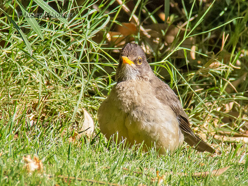 Austral Thrush (Turdus falcklandii magellanicus)
