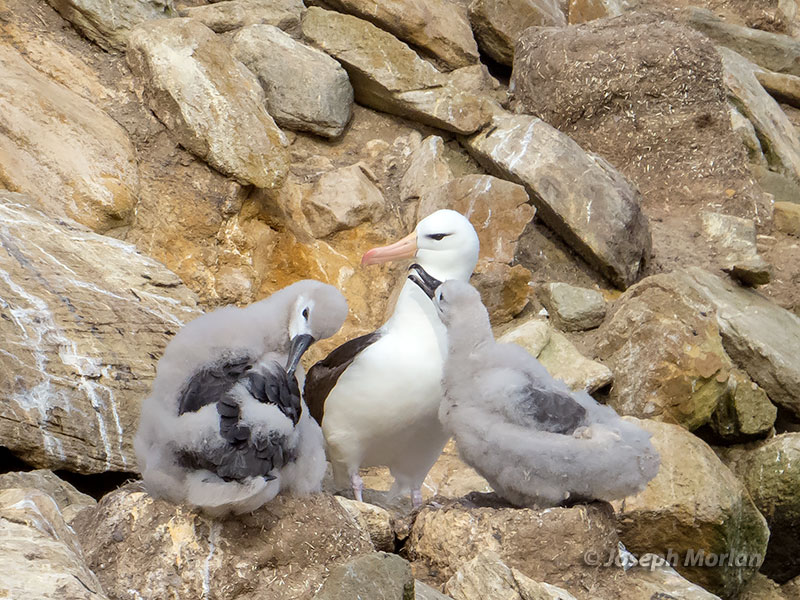 Black-browed Albatross (Thalassarche melanophris melanophris) 