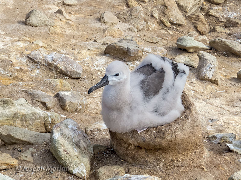 Black-browed Albatross (Thalassarche melanophris melanophris) 