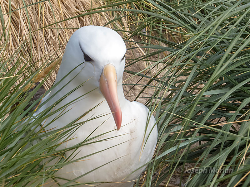 Black-browed Albatross (Thalassarche melanophris melanophris)