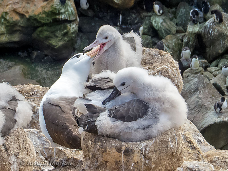 Black-browed Albatross (Thalassarche melanophris melanophris) 