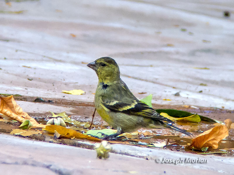 Black-chinned Siskin (Spinus barbatus)