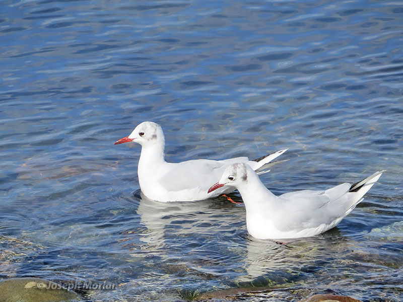 Brown-hooded Gull (Chroicocephalus maculipennis)