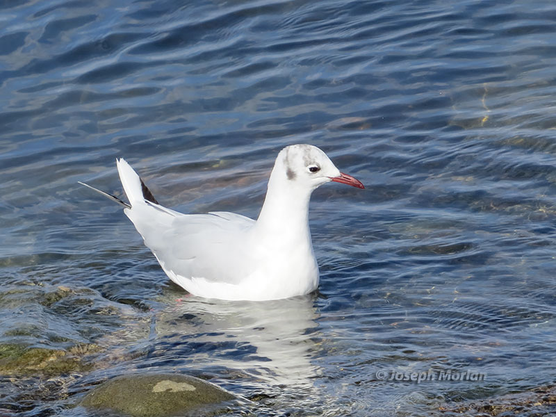 Brown-hooded Gull (Chroicocephalus maculipennis)