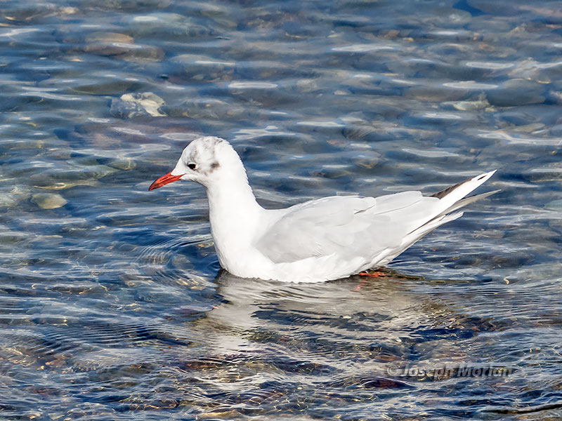 Brown-hooded Gull (Chroicocephalus maculipennis)