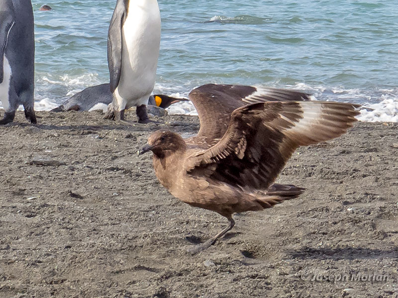 Brown Skua (Stercorarius antarcticus lonnbergi)