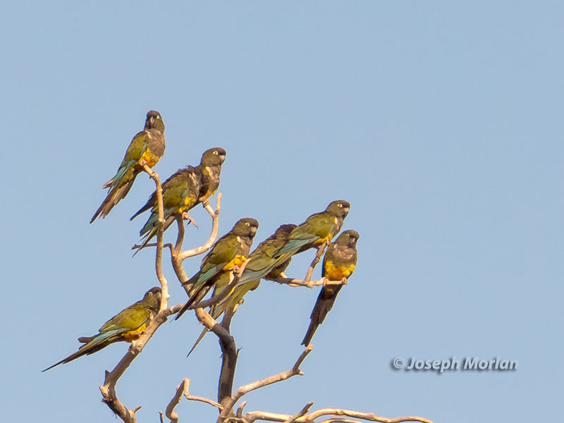 Burrowing Parakeet (Cyanoliseus patagonus)