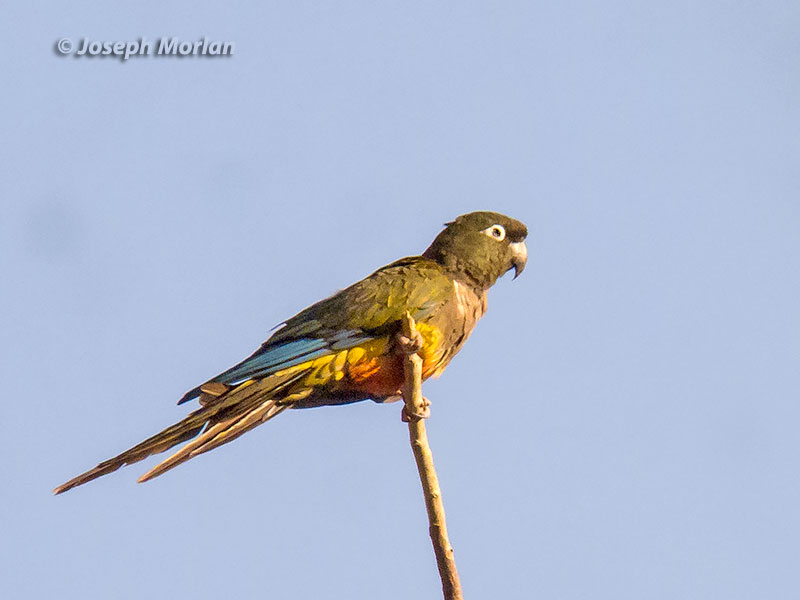 Burrowing Parakeet (Cyanoliseus patagonus)