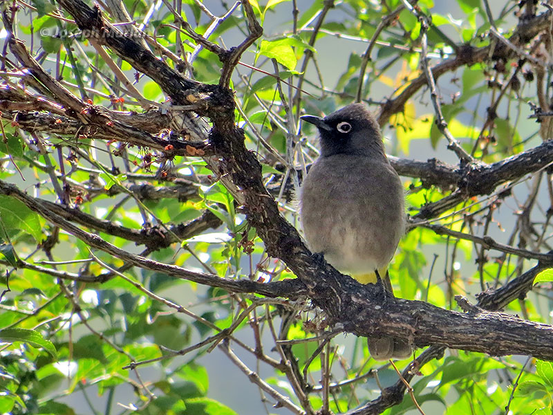 Cape Bulbul (Pycnonotus capensis) 