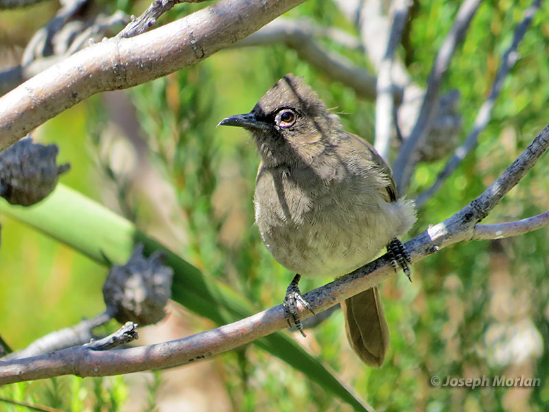 Cape Bulbul (Pycnonotus capensis) 