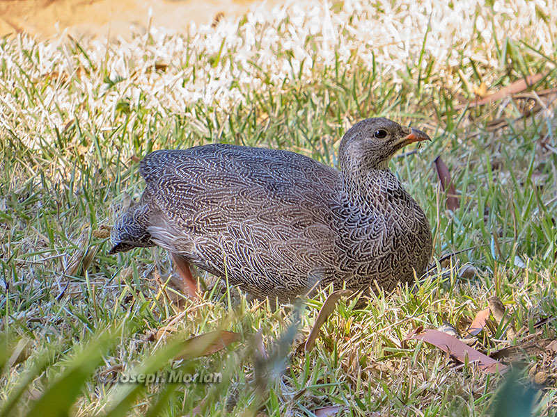 Cape Francolin (Pternistis capensis) 