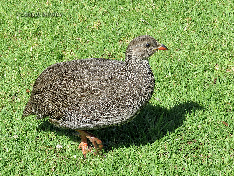 Cape Francolin (Pternistis capensis) 