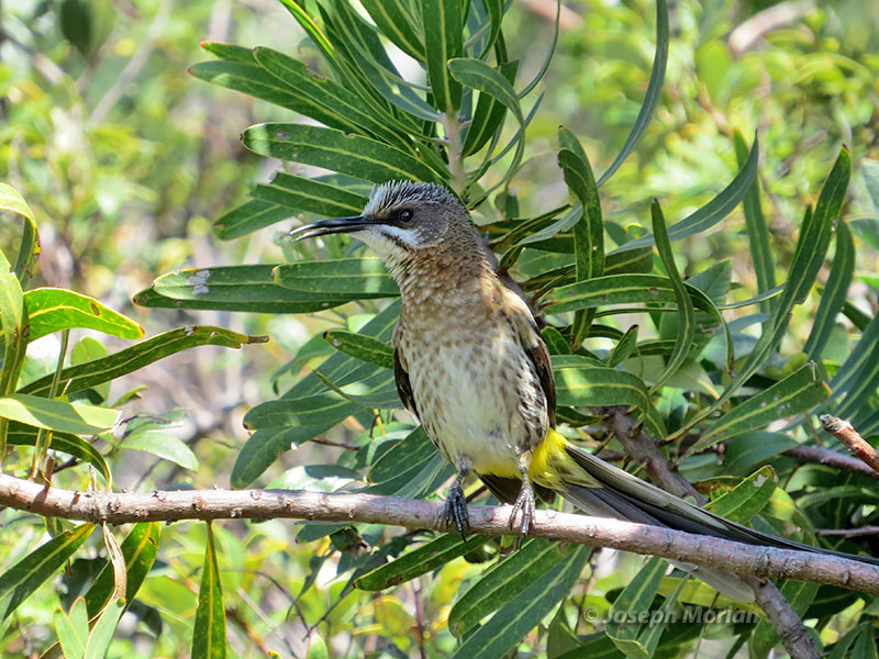 Cape Sugarbird (Promerops cafer) 