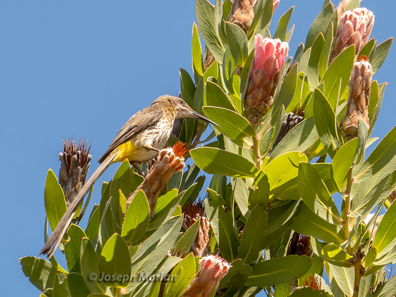 Cape Sugarbird (Promerops cafer) 