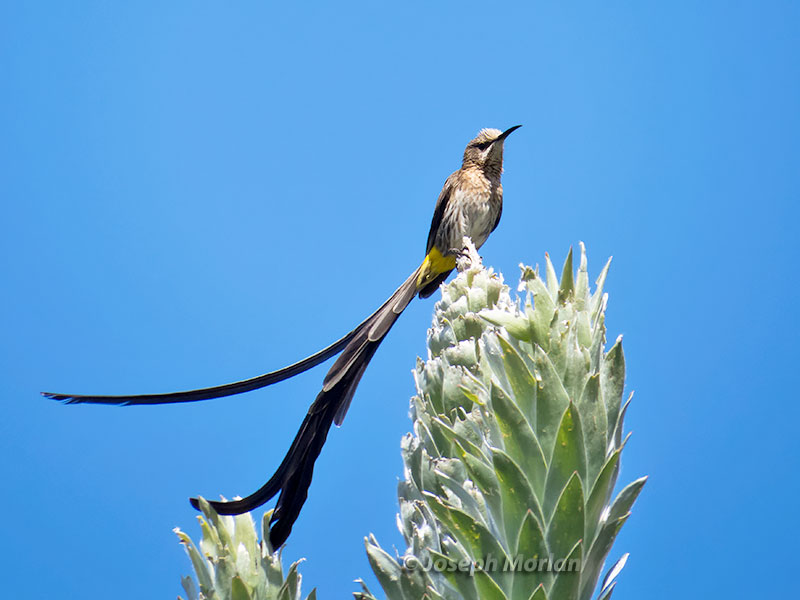 Cape Sugarbird (Promerops cafer) 