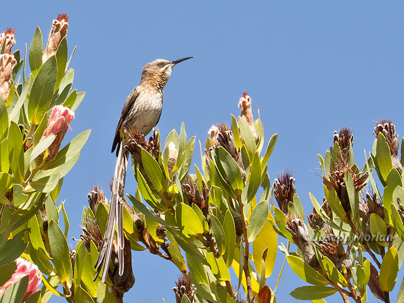 Cape Sugarbird (Promerops cafer) 