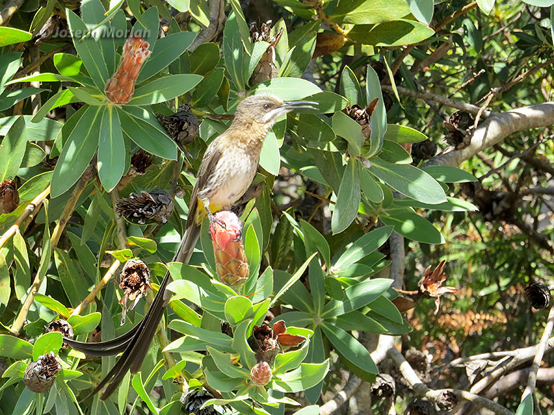 Cape Sugarbird (Promerops cafer) 