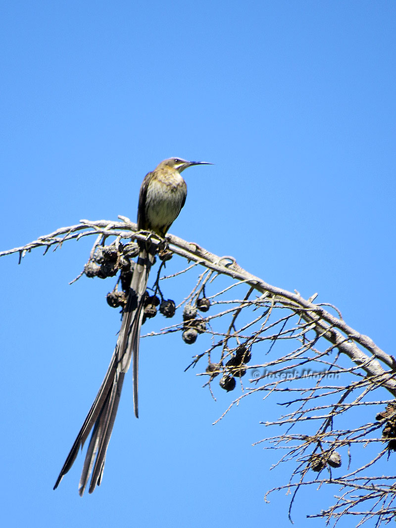 Cape Sugarbird (Promerops cafer) 