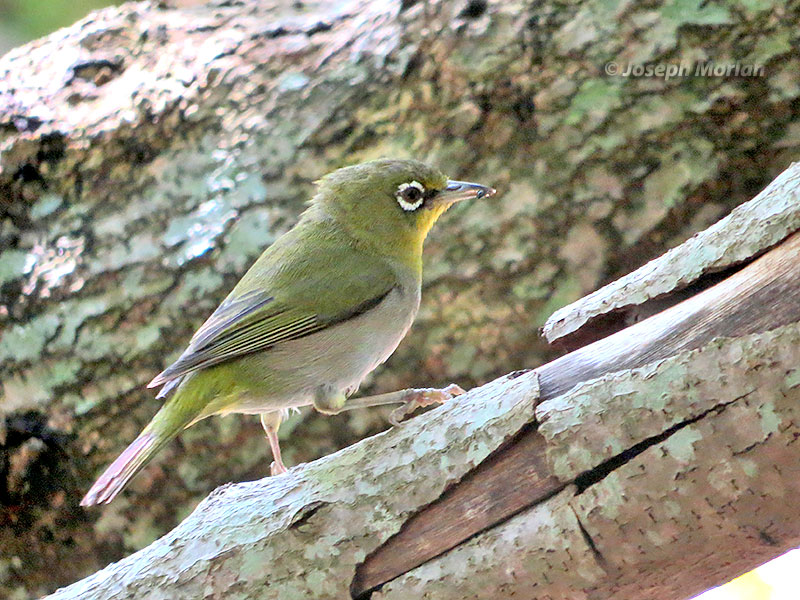 Cape White-eye (Zosterops capensis)